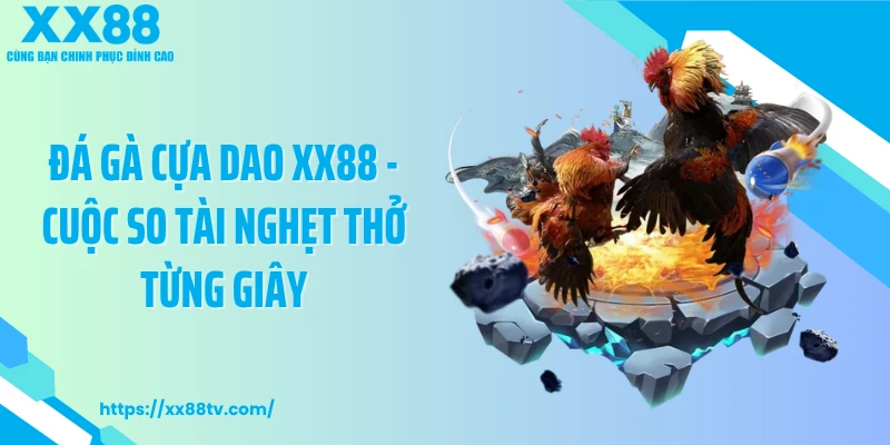Đá Gà Cựa Dao XX88 - Cuộc So Tài Nghẹt Thở Từng Giây