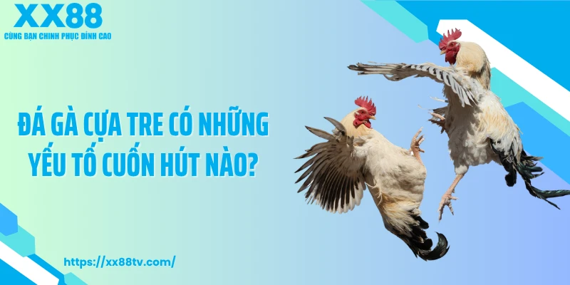 Đá gà cựa tre có những yếu tố cuốn hút nào?