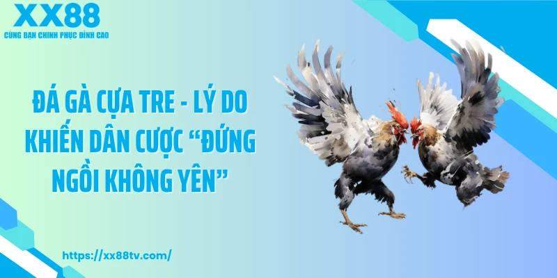 Đá Gà Cựa Tre - Lý Do Khiến Dân Cược “Đứng Ngồi Không Yên”