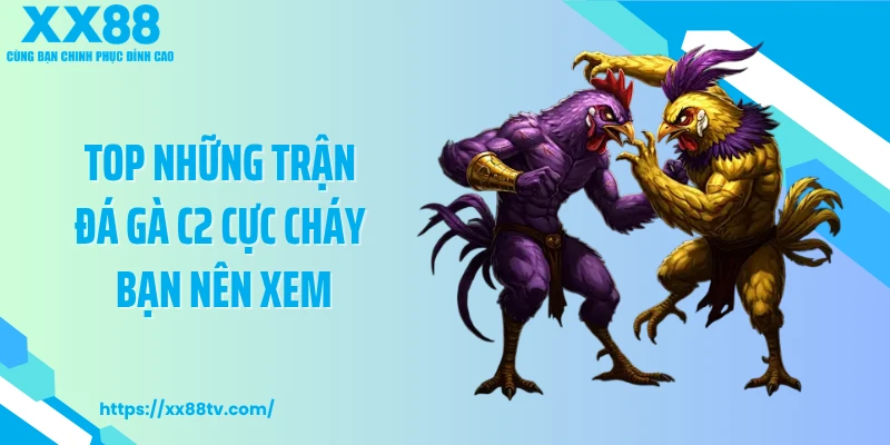 Top những trận đá gà C2 cực cháy bạn nên xem